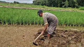 A FARMER'S GENIUS IDEA TO CUT LAND FOR PLANTING WITH SIMPLE TOOLS! -Agriculture Farming