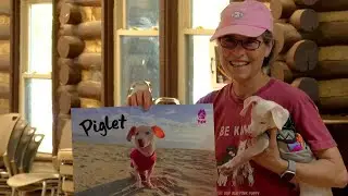 Piglet, the blind, deaf dog teaches students empathy, compassion
