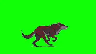 ✔️GREEN SCREEN EFFECTS: Grey Wolf