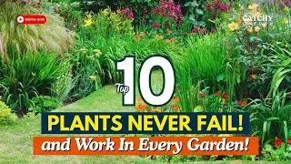Top 10 BORDER Plants That Work in EVERY Garden! 🌼💯 // #gardeningideas