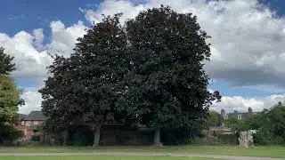 Norway maple 'Crimson King' - trees - August 2023