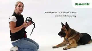 How To: Fit the Baskerville Ultra Muzzle | Muzzle Training