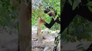 تقليم الليمون بطريقه صحيحة وعمليه. وبدون تعب. أهم من القص الفروع  المعرفه من المقصوص واللي هينفع