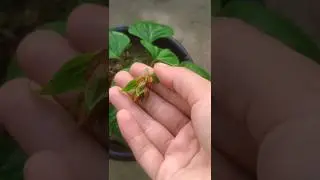 Salvia Flower Plant Pruning #youtubeshorts #plants #shorts #flowers