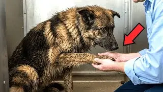 He Adopted The Most Hated Dog In The Shelter&hellip; No One Expected What&nbsp;Happened&nbsp;Next