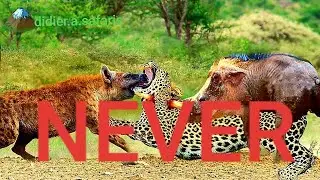 hyena and warthog(kasongo) killing leopard.