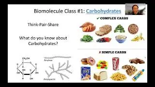 Biomolecules, Part 1: Carbohydrates (2026 update)
