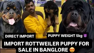 IMPORT ROTTWEILER PUPPIES IN BANGLORE | 📞9353268076| DHANUSH GOWDA | #puppies #rottweiler #puppy 