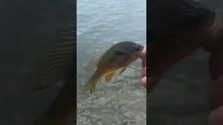 Releasing longear sunfish caught on crappie nibbles