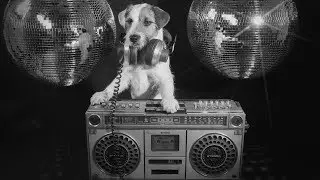 Moron Police &ndash; The Dog Song (Official Music Video w/lyrics)
