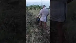 Autofarm Agri India | XL in Banana Field | Revolutionizing Banana Farming