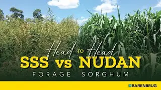 Nudan v SSS Forage Sorghum