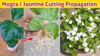 Mogra | Jsmine Plant Growing From Cutting | Mogra / Jasmine ki Cutting Kaise lagaye #jasmineplant