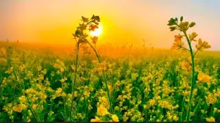 The most beautiful thing is the environment of our village.
