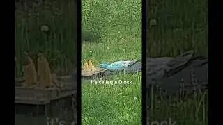 Diock? #amazon #czgrain #shorts #viral