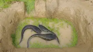 Amazing fish trap || Village boy's Unique fish traping system || New fishing video 