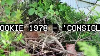 Consiglerone || Rookie 1978