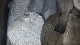 DITO AKO SA FISH MARKET MURA ANG ISDA NGAYON SA TAGLAMIG OFW SA KUWAIT 