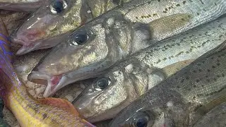 WHITING and SQUID (Kayak Fishing) -EP 10-