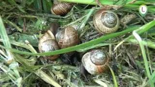 Het Harderbos deel 1
