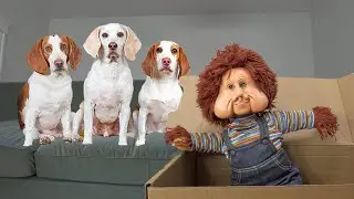 Dogs Surprised with Creepiest Fofão Doll Ever! Funny Dogs Maymo, Potpie, Indie & Penny Meet Fofao