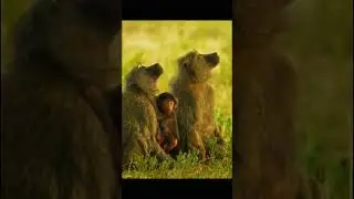 Tension in the Jungle 🐆🐒 | Leopard vs Baboons Showdown