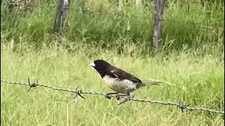 PEGUEI UM PAPA CAPIM FRIO 