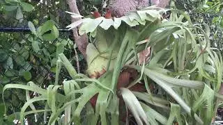 Staghorn Fern on a Yucca tree in the Garden on November 20, 2025 #staghorn #fern