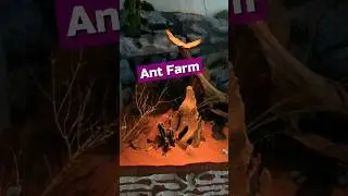 🤩 DIY Epic Ant Farm!