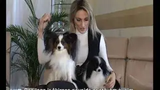 PAPILJONI un FALLENI / Папильоны и фаллены