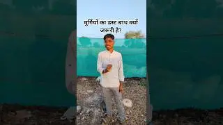 मुर्गियों का डस्ट बाथ क्यों जरूरी है?Healthy Hens = Regular Dust Bath#HenDustBath#ChickenDustBath#