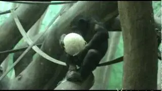 Holiday enrichment for the great apes at Saint Louis Zoo