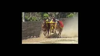Karapan Sapi Tim Sniper Hajar Boss.