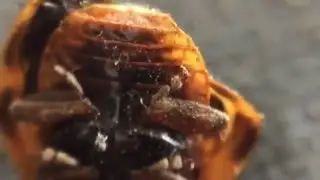 Ladybug close up