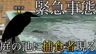 【庭池に捕食者襲来】池の魚達が無惨にもやられていく、犯人はあの生物！対策を必死に考える！