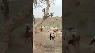 Goats are going Grazing #goatsinthedesert #goat#villagelife #DesertLife #NatureLovers #Wildlife