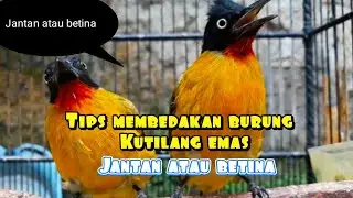Tips membedakan kutilang emas jantan betina
