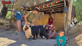 Building a Sheep Pen and Milking the Sheep: Nomad life (IRAN)