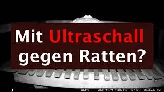 Ultraschall gegen Ratten im Test: Wirksam oder Unwirksam?