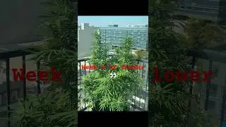 🌆 Purple Canyon Week 5 Flower | NYC Urban Balcony Grow | Queens Outdoor Cannabis