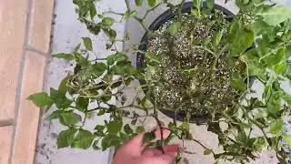 Carolina Reaper Pepper Plants in Outdoor Greenhouse, Zone 10b Sun Damage