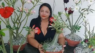 Como cuidar da rosa do deserto, vai florecer muito. 