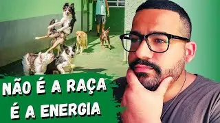 SEJA COMPATÍVEL com teu cão, ENERGIA É TUDO.