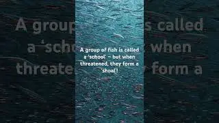 School of Fish or Shoal? This Fun Fact Will Surprise You!