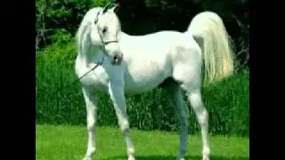 ARABIEREN!!!