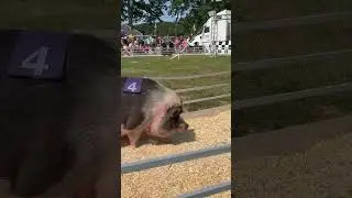 Big fat racing pigs | racing pigs | #pigs #racingpig #rosaire #hebron #hebronfair #fivetreeguy
