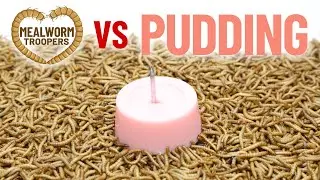 What Happens When Mealworms Eat PUDDING? | MEALWORM TROOPERS Timelapse Experiment