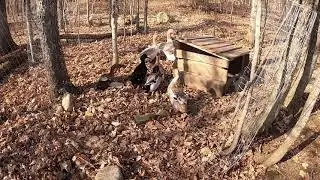 Time To Butcher The Meat Chickens, Something Is Killing The Ducks Again