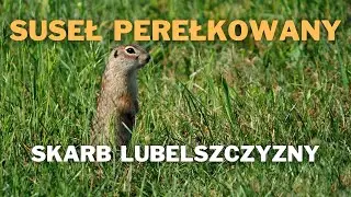 Suseł perełkowany - skarb Lubelszczyzny