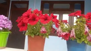 #Homestay at Buriakhop beautiful place West Sikkim👌👌